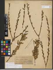 Foto von Salix purpurea L. x Salix viminalis L.